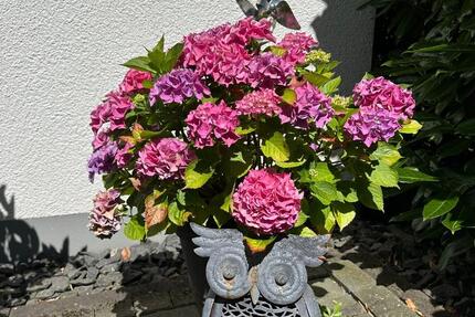 Wohnung Waldbreitbach - 3 Zimmer, 100 m&sup2;, 950&euro; | Angebot:25712119