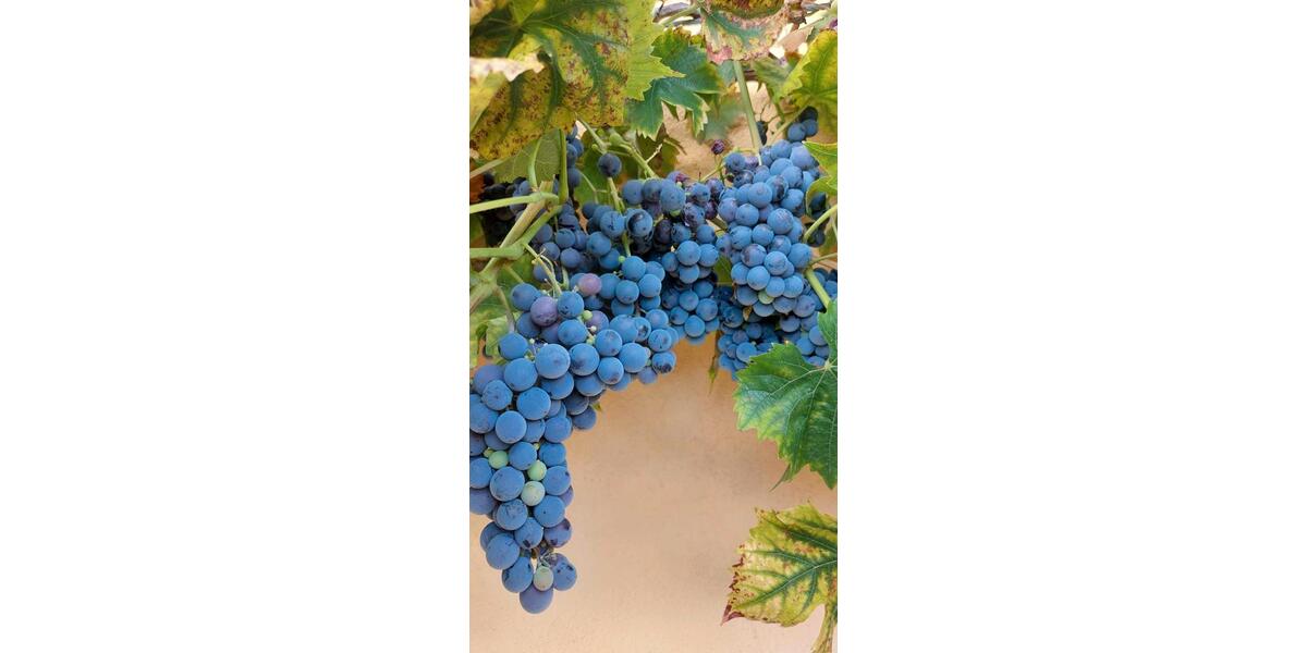 Mehrfamilienhaus, Wohnhaus Kruft - 11 Zimmer, 400 m&sup2;, 299.000&euro; | Angebot:24773236