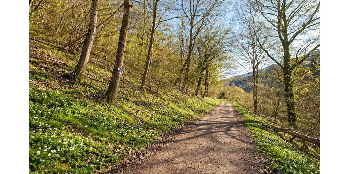 Grundstück Dausenau - 89.000&euro; | Angebot:25328772